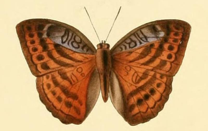 Bebearia tentyris1