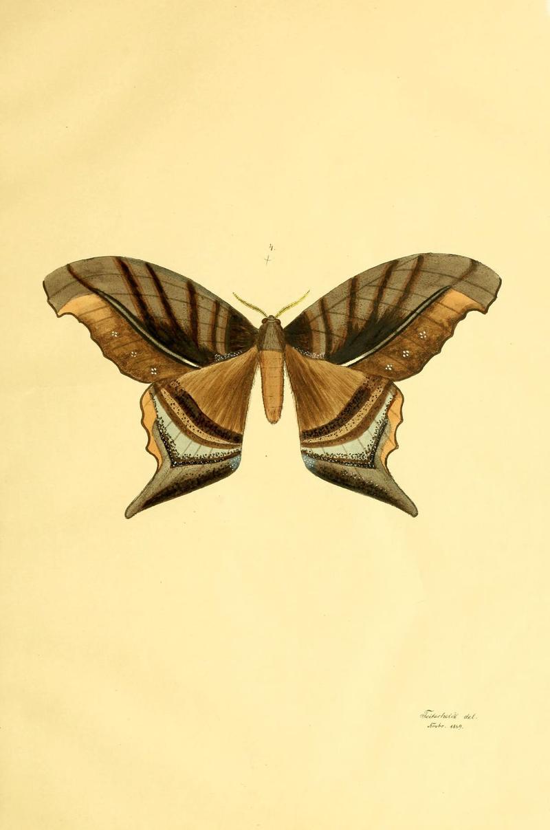 Beiträge zur Schmetterlingskunde (5980688907)