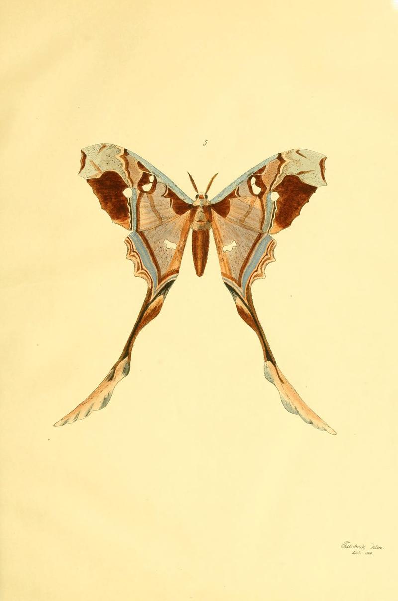 Beiträge zur Schmetterlingskunde (5980689031)