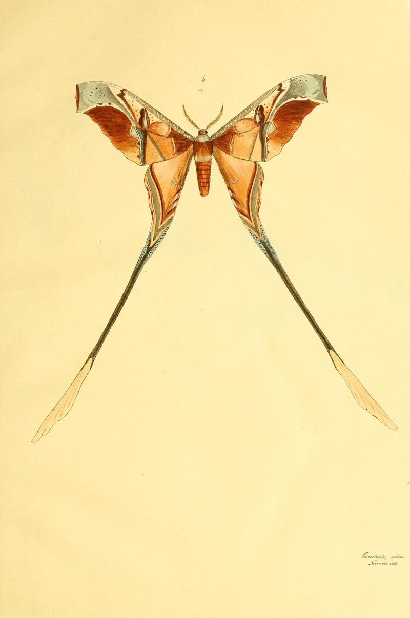Beiträge zur Schmetterlingskunde (5980689137)