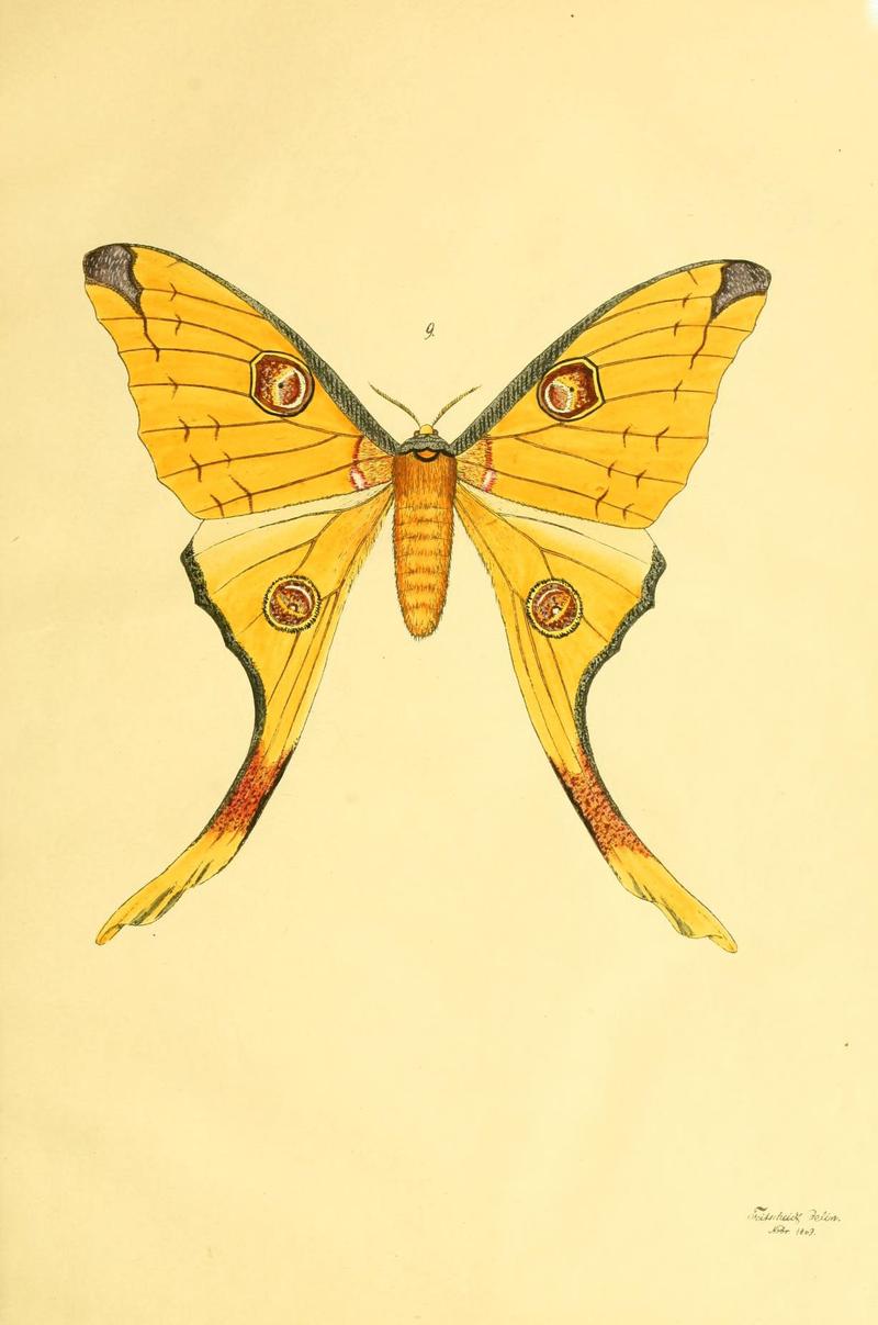 Beiträge zur Schmetterlingskunde (5980689245)