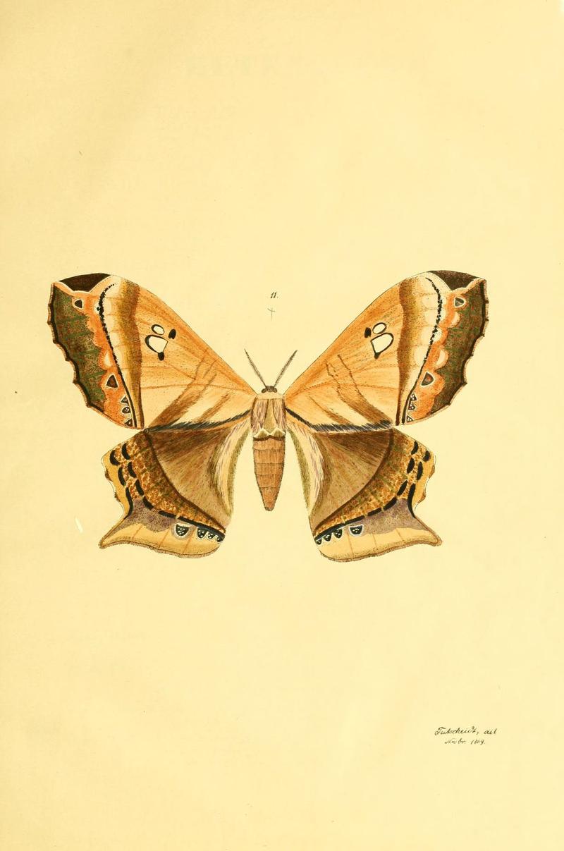 Beiträge zur Schmetterlingskunde (5980689513)