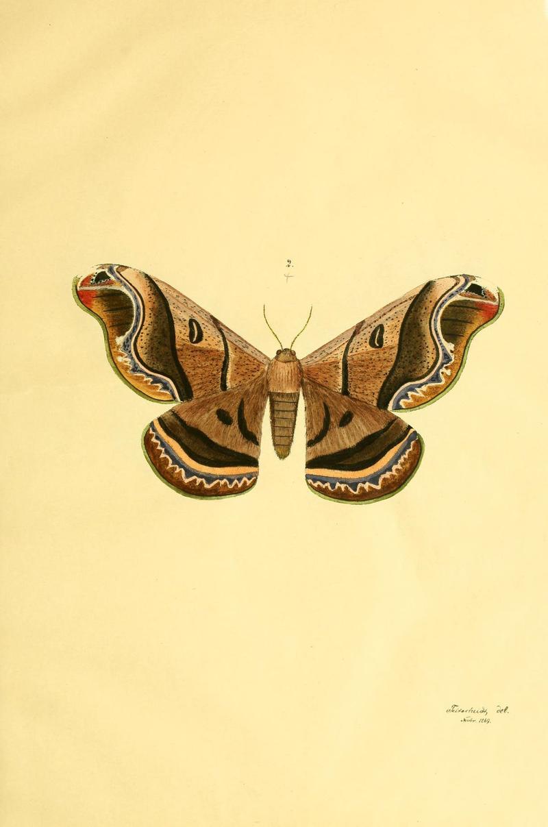 Beiträge zur Schmetterlingskunde (5981247000)