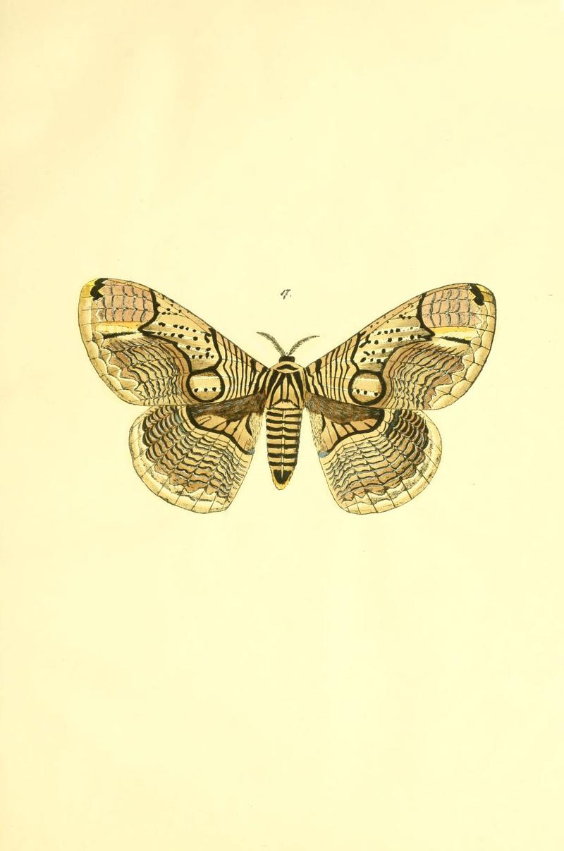 Beiträge zur Schmetterlingskunde (5981248508)