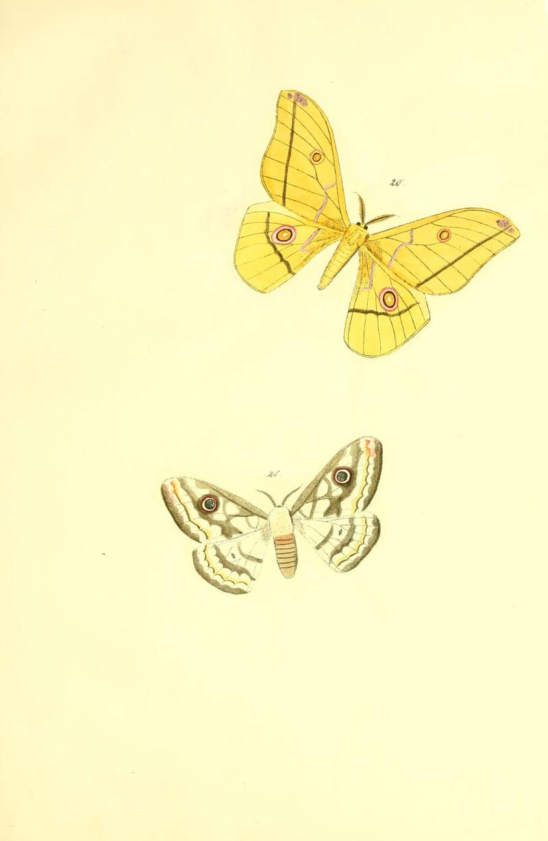 Beiträge zur Schmetterlingskunde (5981248776)