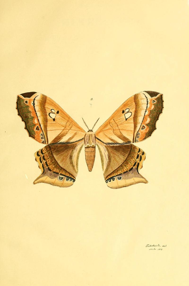 Beiträge zur Schmetterlingskunde BHL10420775