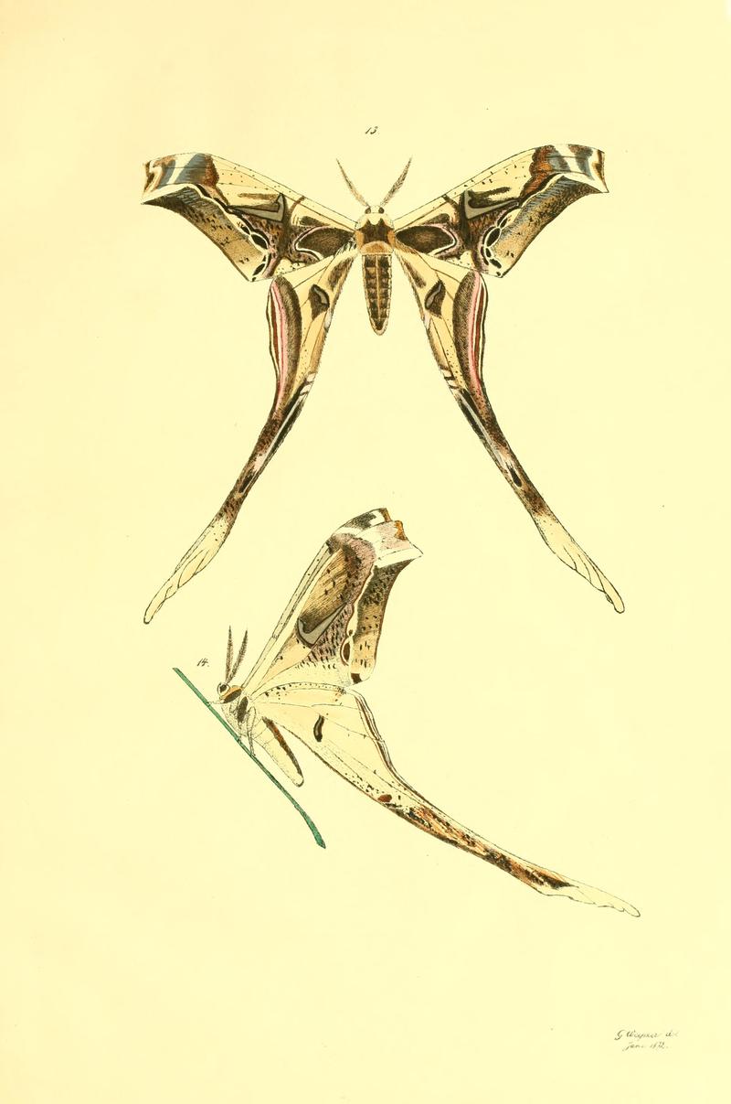 Beiträge zur Schmetterlingskunde BHL10420781