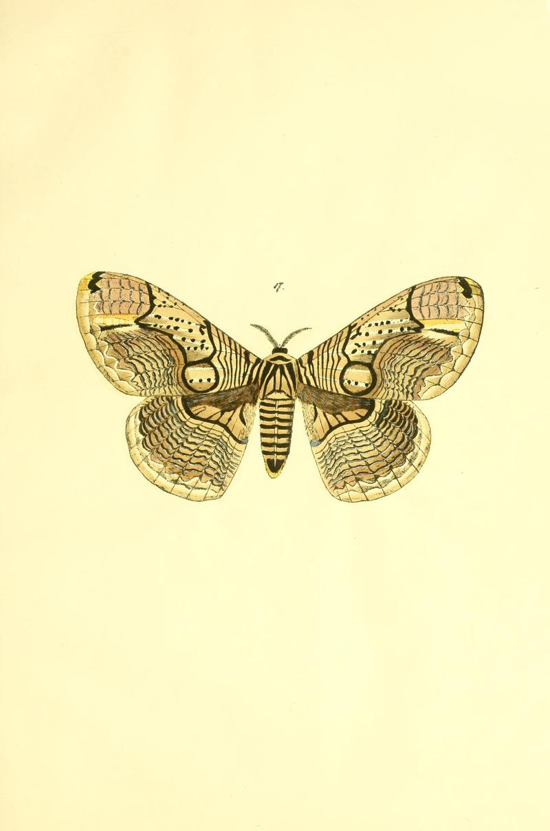 Beiträge zur Schmetterlingskunde BHL10420785