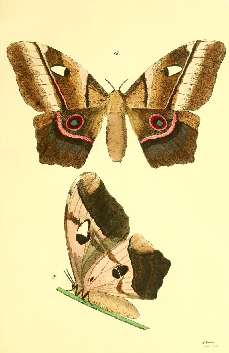 Beiträge zur Schmetterlingskunde BHL10420787