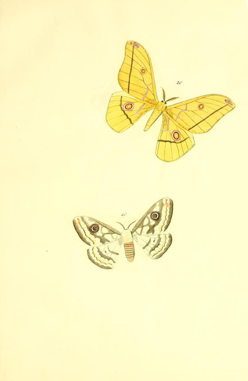 Beiträge zur Schmetterlingskunde BHL10420789
