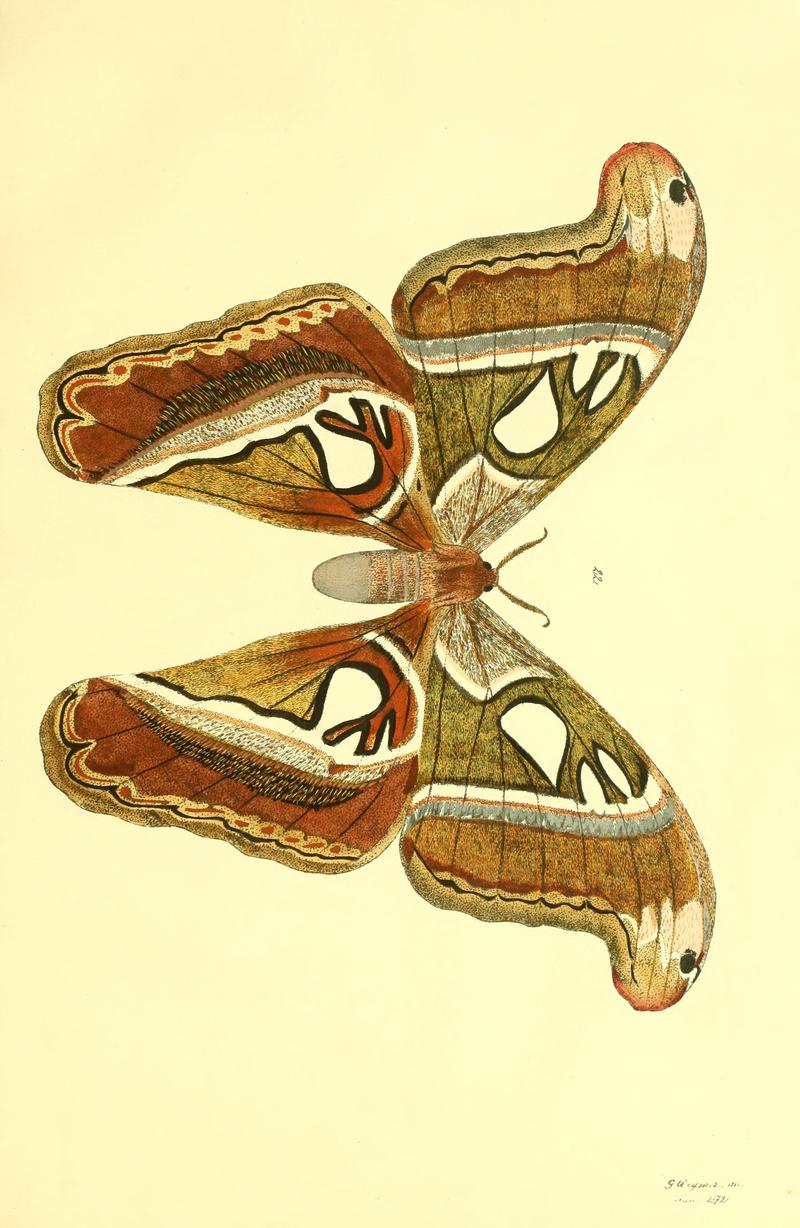 Beiträge zur Schmetterlingskunde BHL10420791