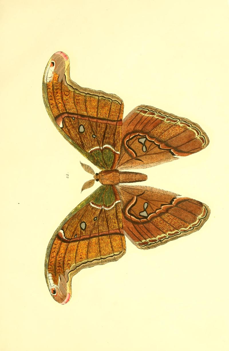 Beiträge zur Schmetterlingskunde BHL10420793