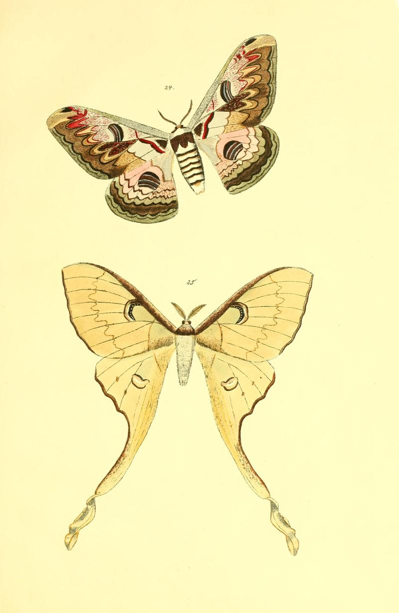 Beiträge zur Schmetterlingskunde BHL10420795