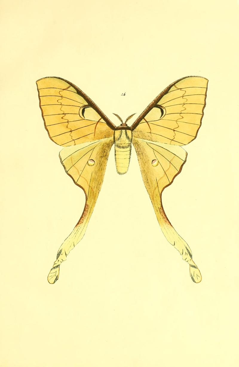 Beiträge zur Schmetterlingskunde BHL10420797