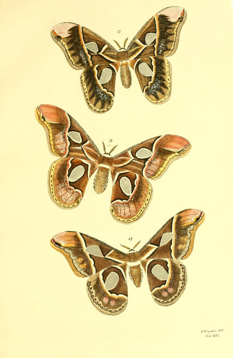 Beiträge zur Schmetterlingskunde BHL10420801