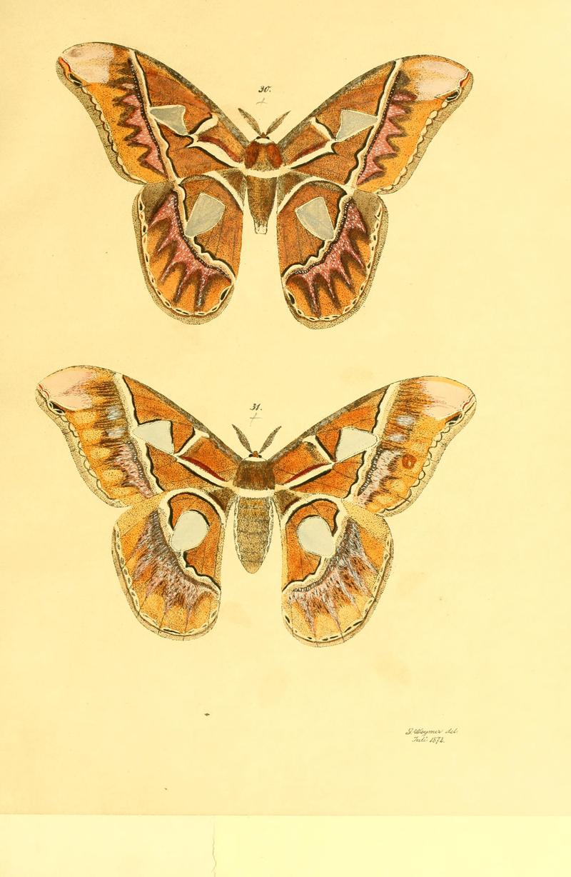 Beiträge zur Schmetterlingskunde BHL10420803