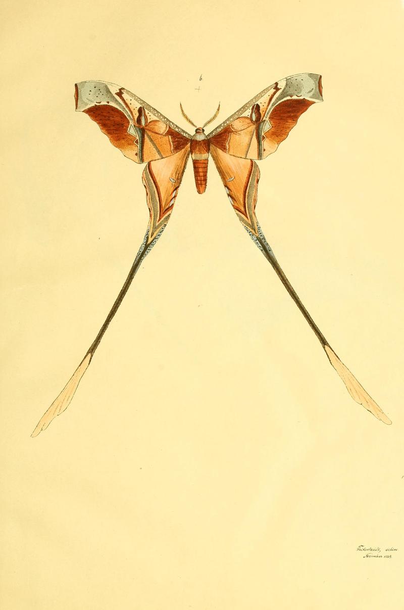 Beiträge zur Schmetterlingskunde BHL10420807