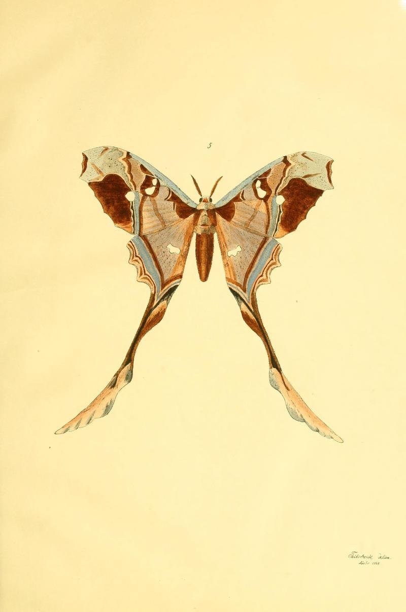 Beiträge zur Schmetterlingskunde BHL10420809