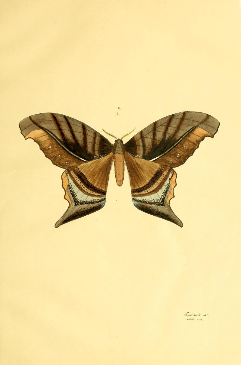 Beiträge zur Schmetterlingskunde BHL10420811
