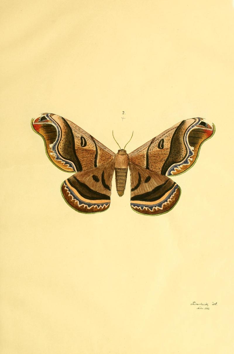 Beiträge zur Schmetterlingskunde BHL10420815