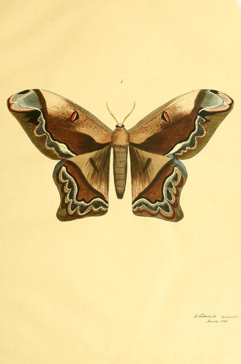 Beiträge zur Schmetterlingskunde BHL10420817