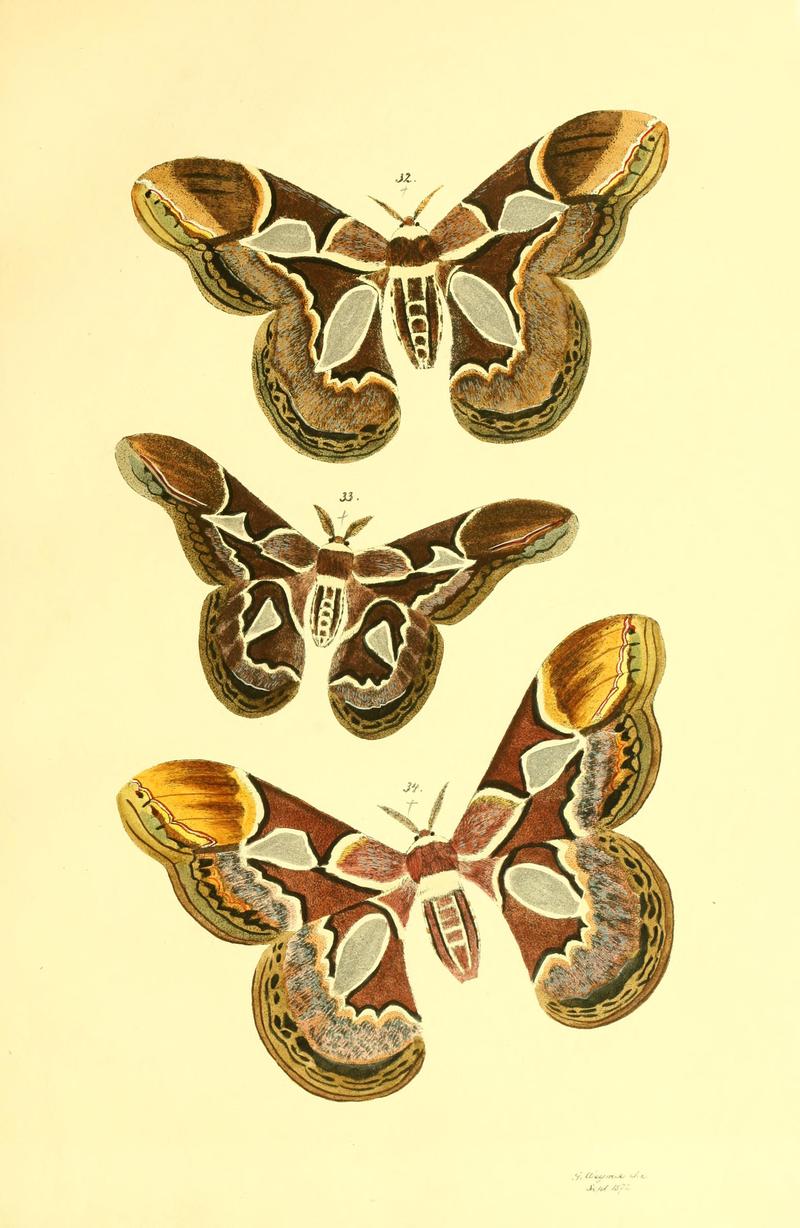 Beiträge zur Schmetterlingskunde BHL10420828