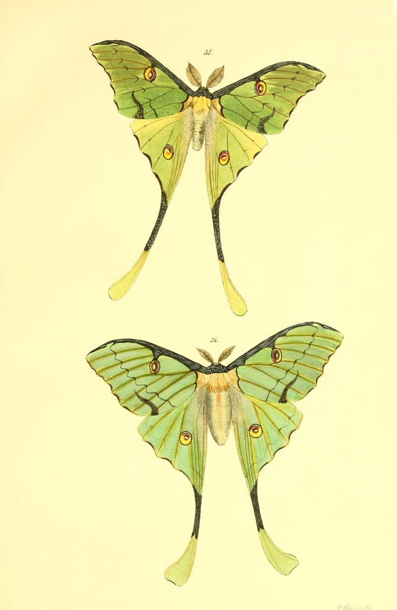 Beiträge zur Schmetterlingskunde BHL10420830