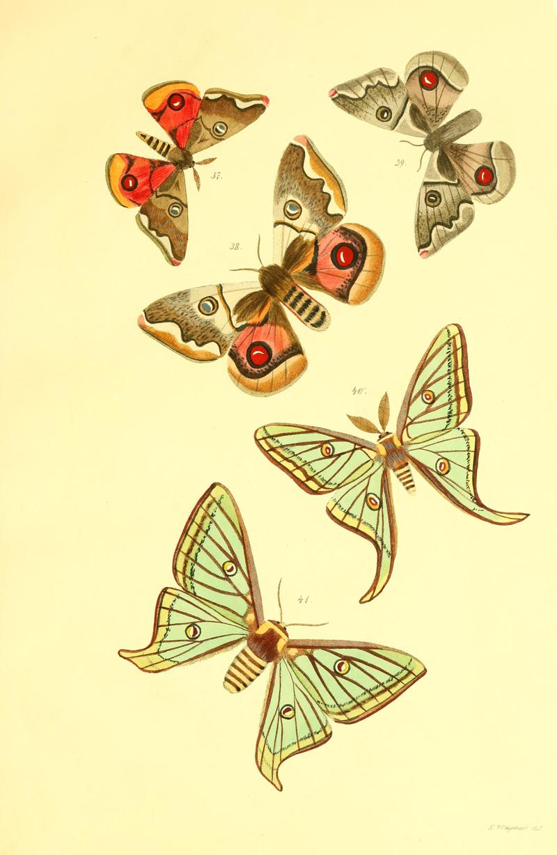 Beiträge zur Schmetterlingskunde BHL10420832