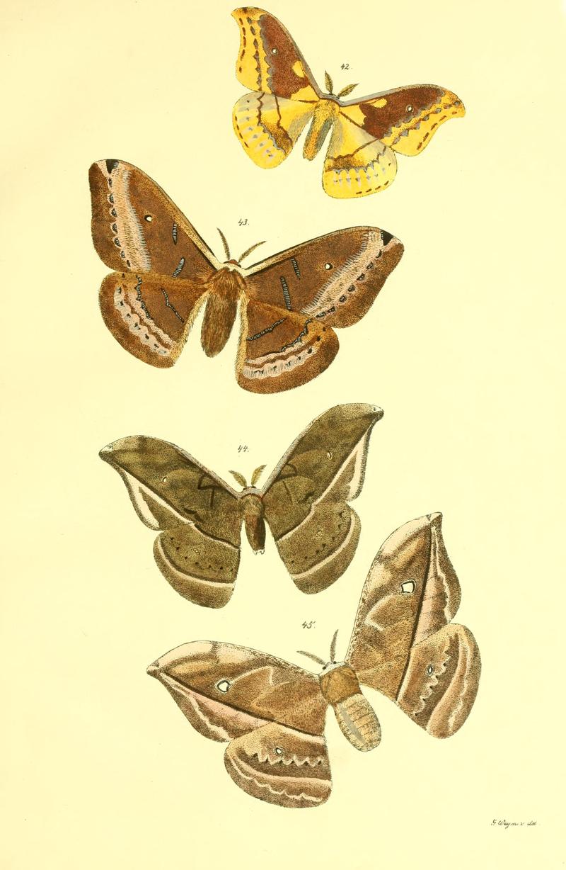 Beiträge zur Schmetterlingskunde BHL10420834