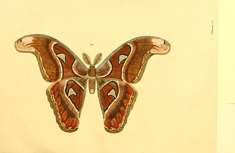 Beiträge zur Schmetterlingskunde BHL10420836