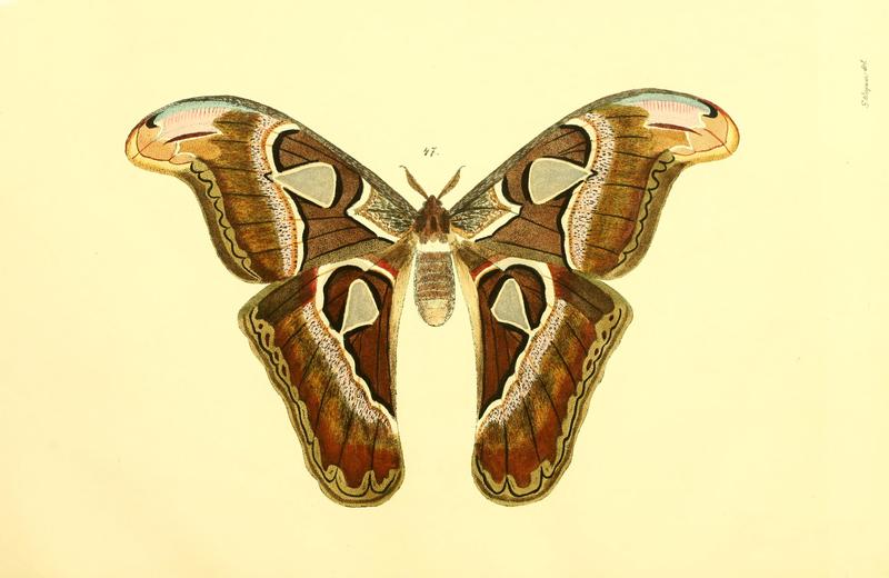 Beiträge zur Schmetterlingskunde BHL10420838