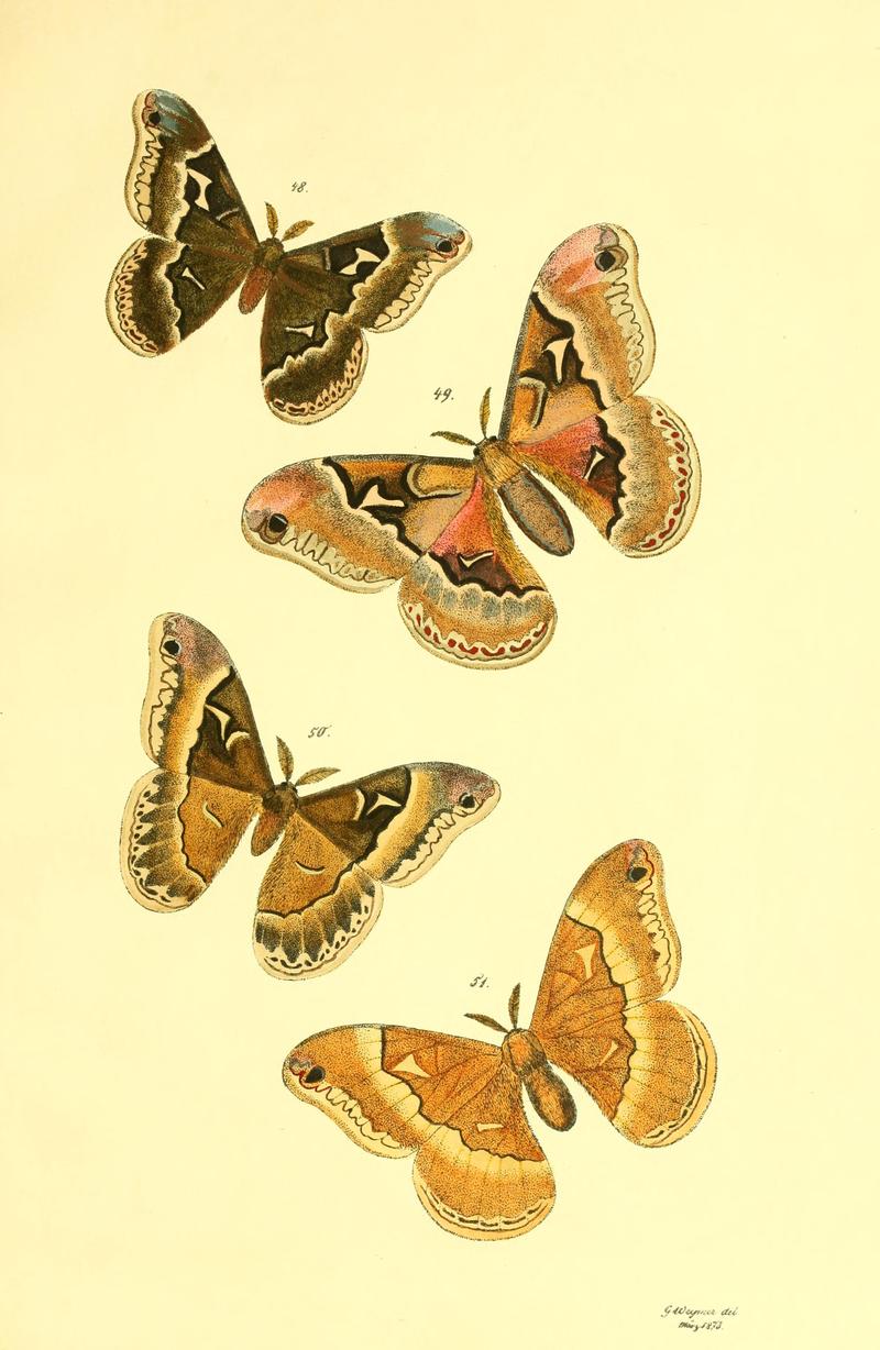 Beiträge zur Schmetterlingskunde BHL10420840