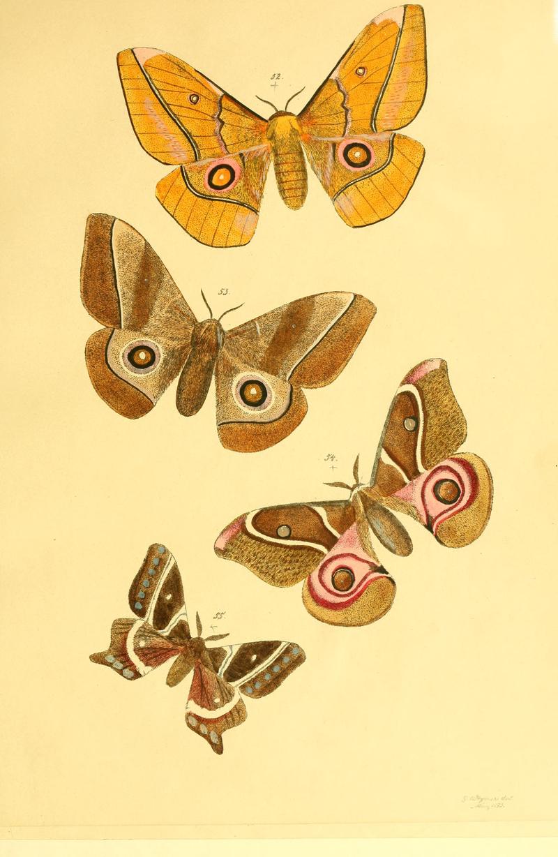 Beiträge zur Schmetterlingskunde BHL10420842