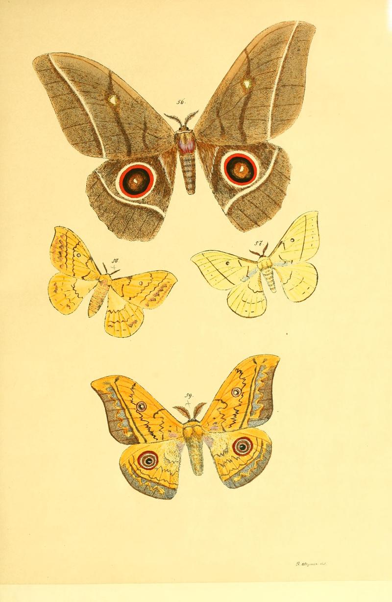 Beiträge zur Schmetterlingskunde BHL10420846