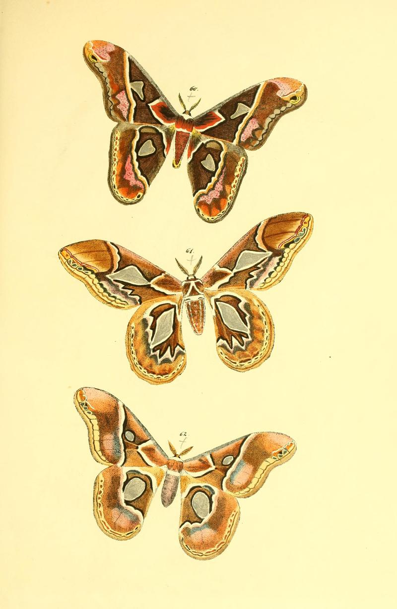 Beiträge zur Schmetterlingskunde BHL10420848