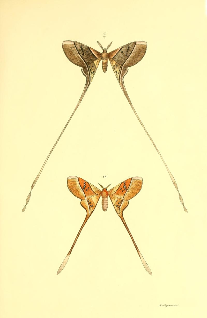 Beiträge zur Schmetterlingskunde BHL10420850