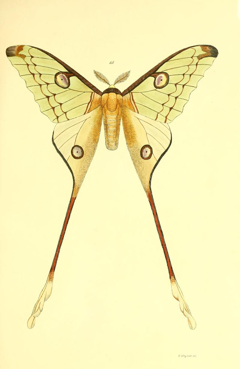 Beiträge zur Schmetterlingskunde BHL10420852