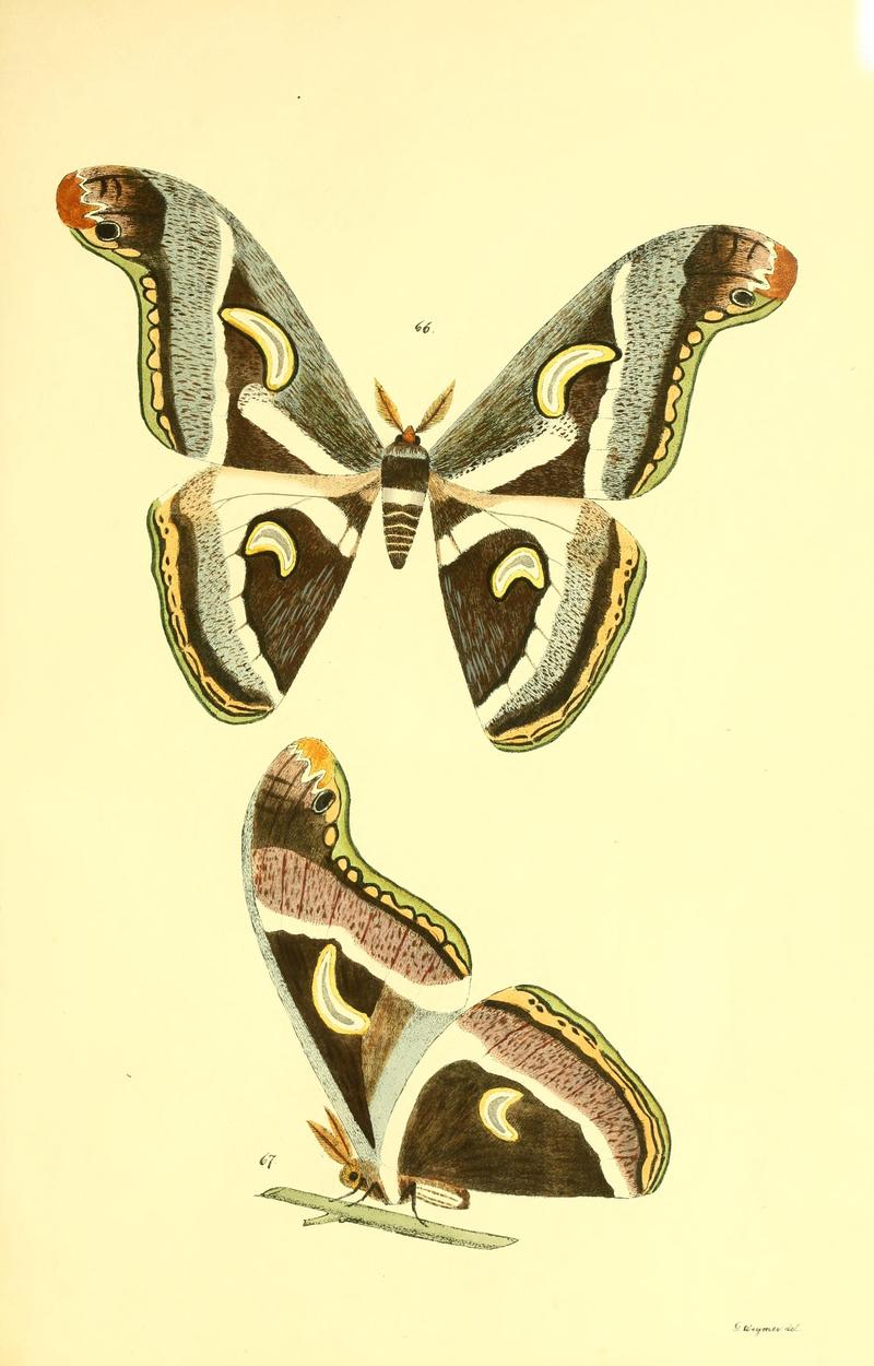 Beiträge zur Schmetterlingskunde BHL10420854