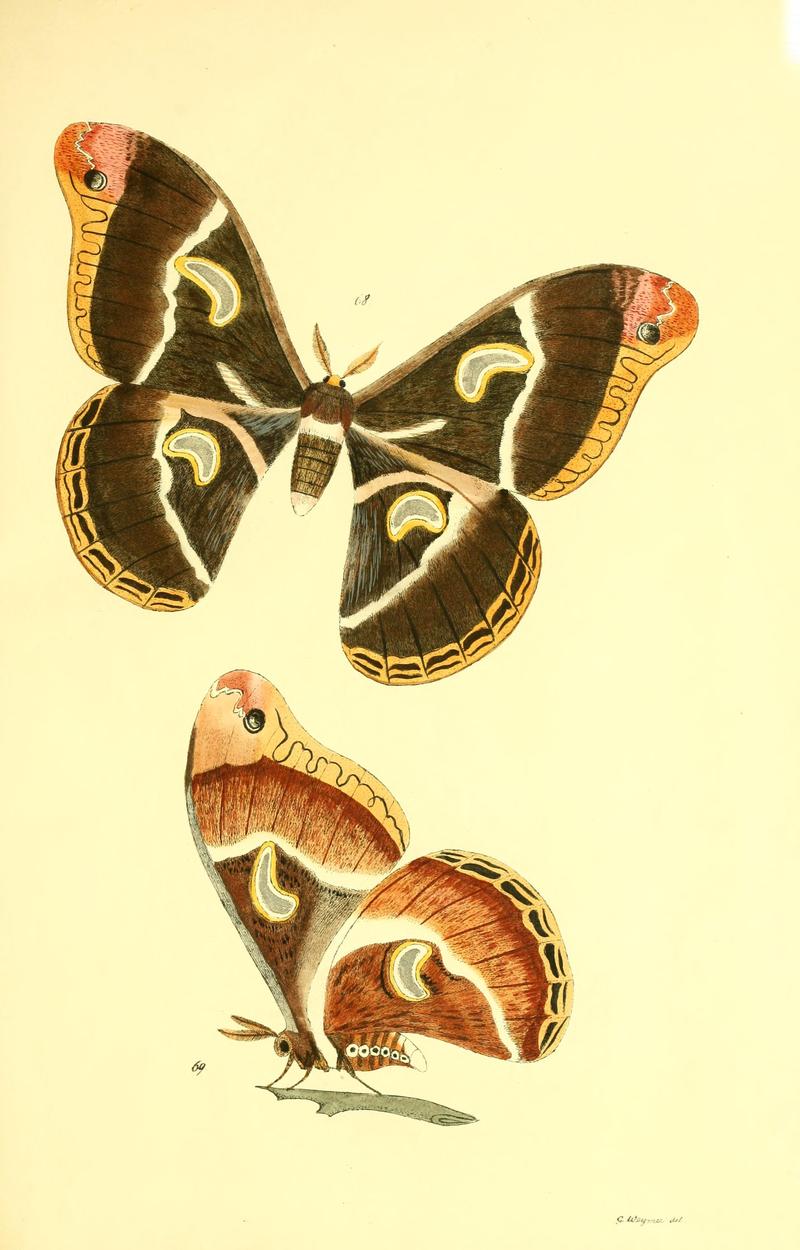 Beiträge zur Schmetterlingskunde BHL10420856