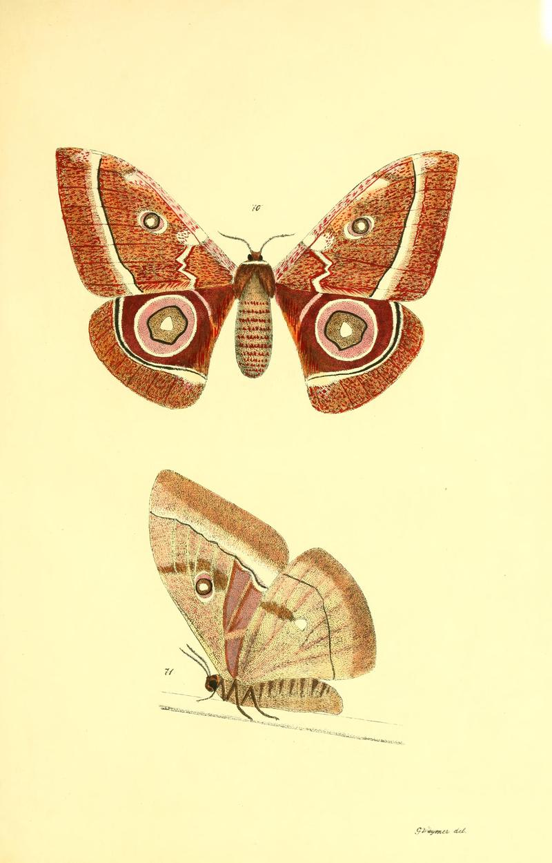 Beiträge zur Schmetterlingskunde BHL10420858