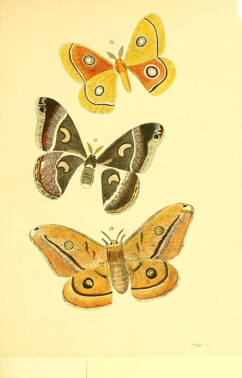 Beiträge zur Schmetterlingskunde BHL10420860