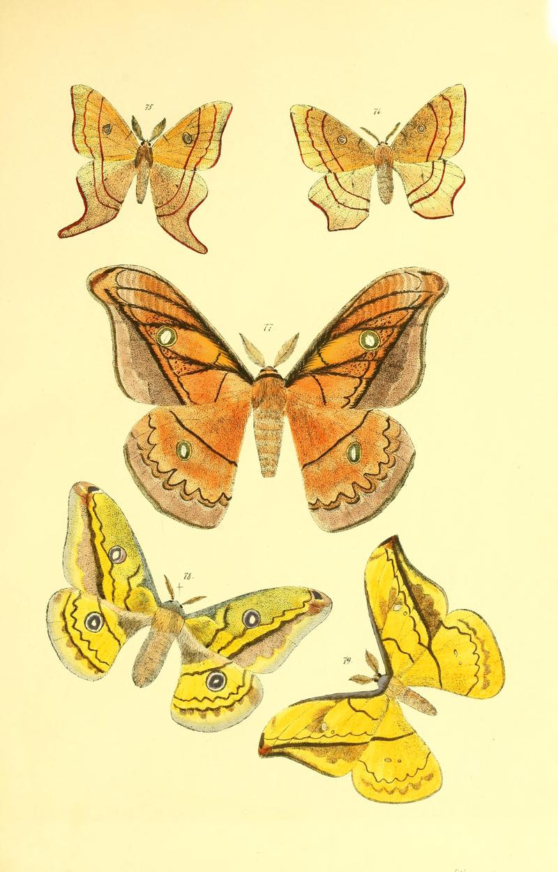 Beiträge zur Schmetterlingskunde BHL10420862