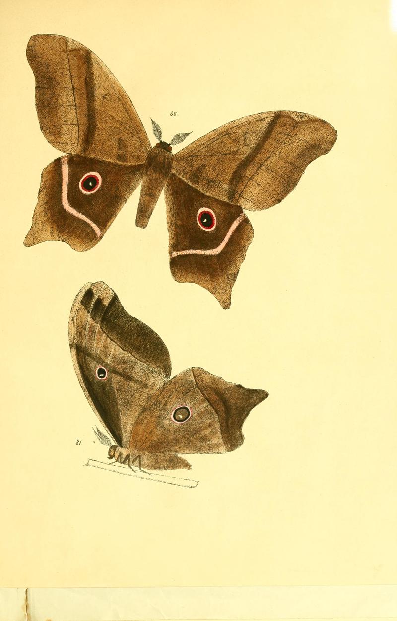 Beiträge zur Schmetterlingskunde BHL10420864