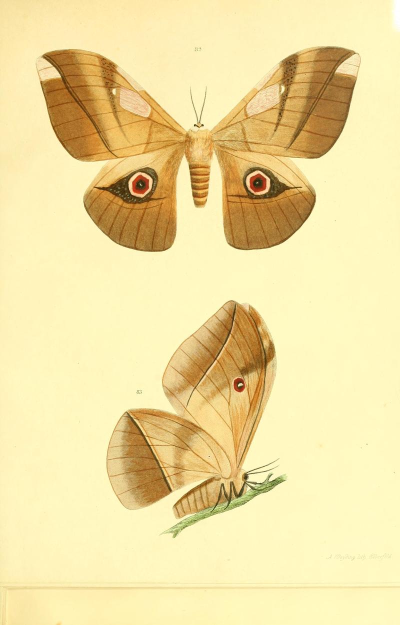 Beiträge zur Schmetterlingskunde BHL10420868