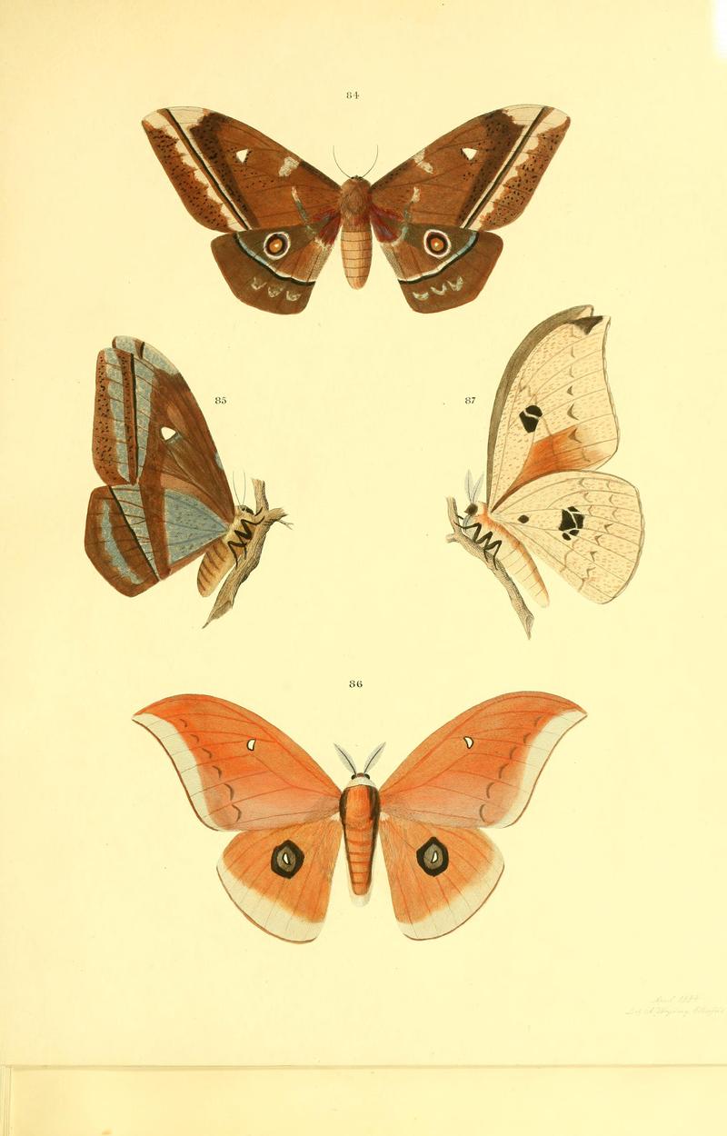 Beiträge zur Schmetterlingskunde BHL10420870