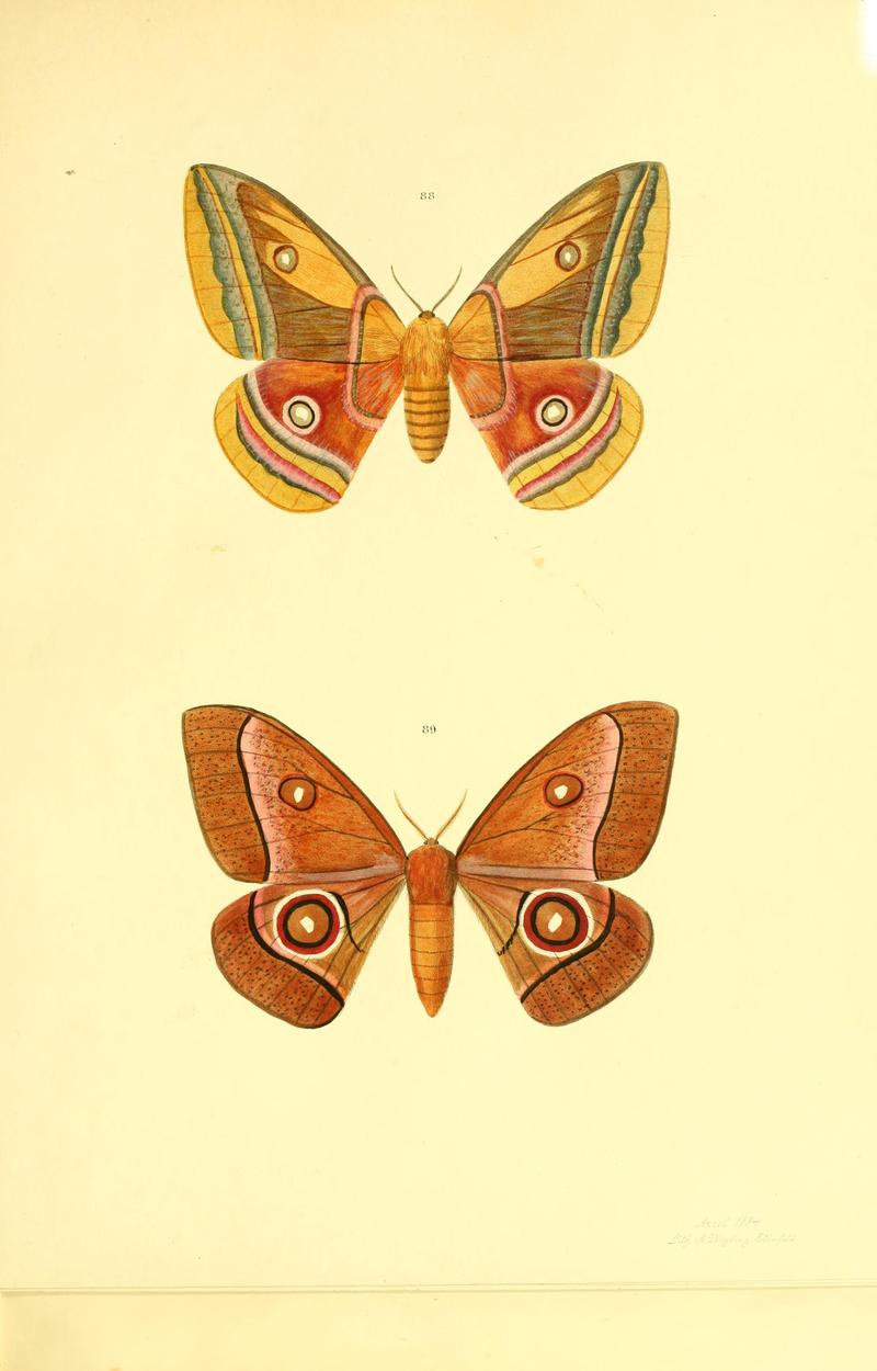 Beiträge zur Schmetterlingskunde BHL10420872