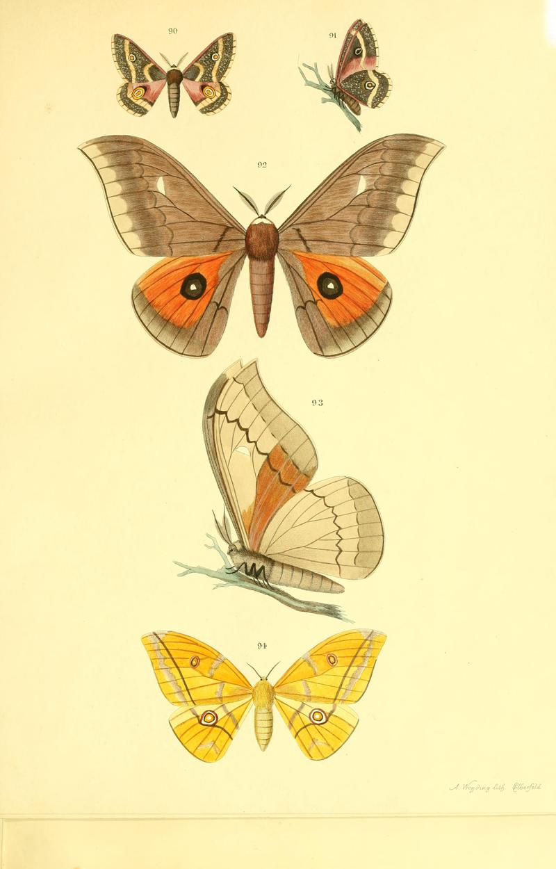 Beiträge zur Schmetterlingskunde BHL10420874