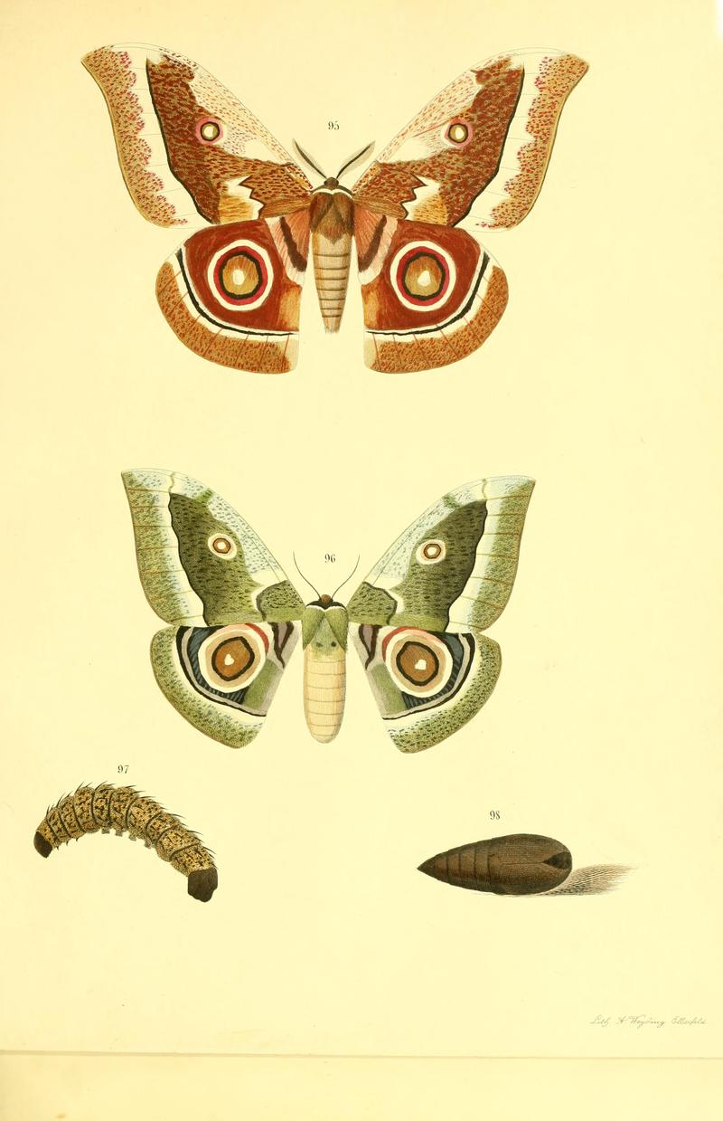 Beiträge zur Schmetterlingskunde BHL10420876