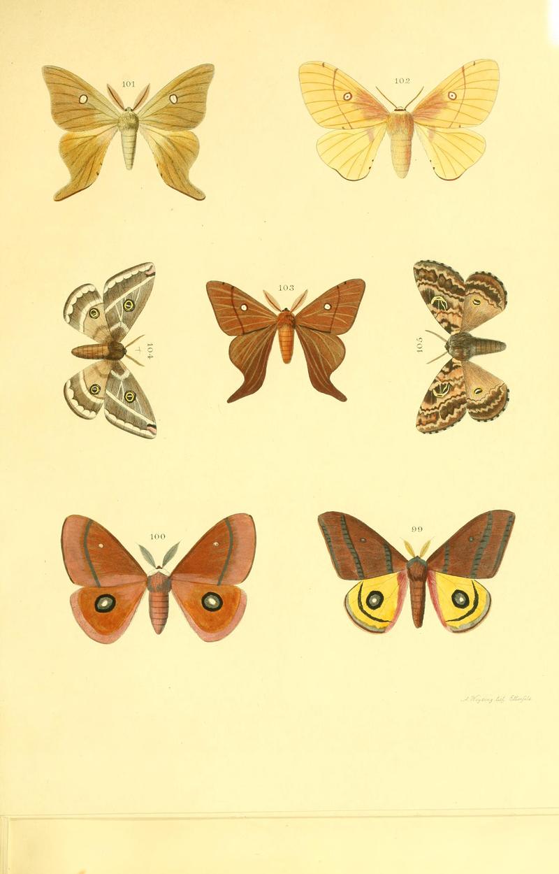 Beiträge zur Schmetterlingskunde BHL10420878