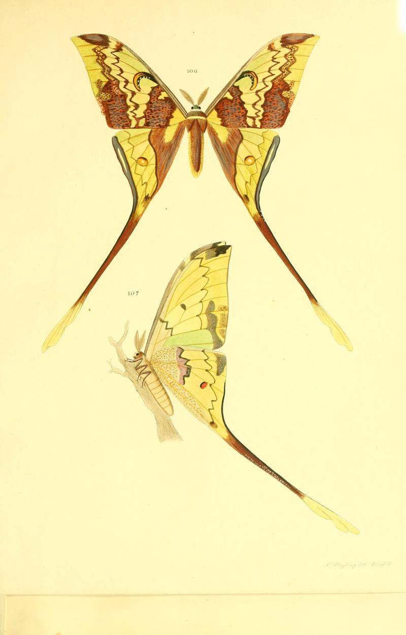 Beiträge zur Schmetterlingskunde BHL10420880